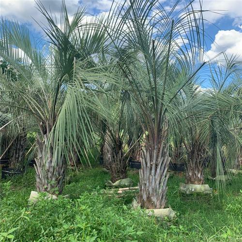 布迪椰子地苗 布迪椰子假植苗价格 棕榈树种植基地直销大王椰子