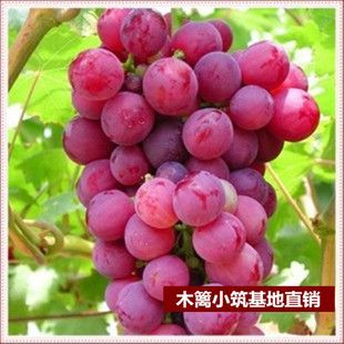 【红地球】葡萄树品种葡萄树苗阳台种植醉金香美人指葡萄.