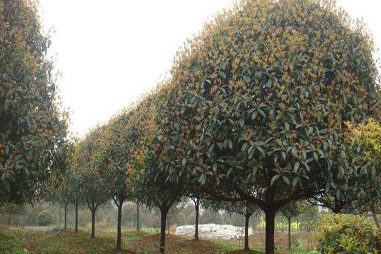 桂花树种植用途价值及前景