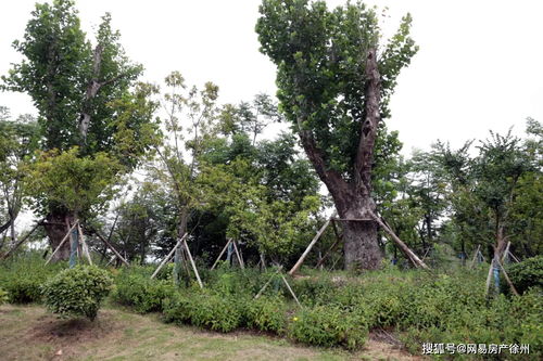 又添休闲好去处 徐州这里的采石场变身生态公园