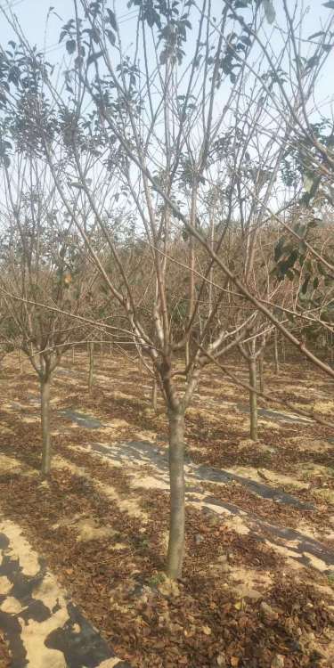 南阳樱花树种植价格