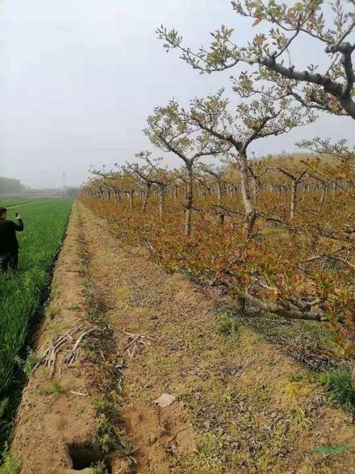 山楂树造型山基地_种植厂家_产地报价单_绛县景森苗木种植专业合作社