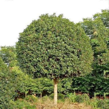 精品桂花树 桂花树 丹桂 桂花 桂花树苗种植基地