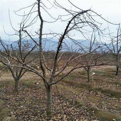 【12公分苹果树价格 苹果树种植基地】价格_厂家 - 中国供应商