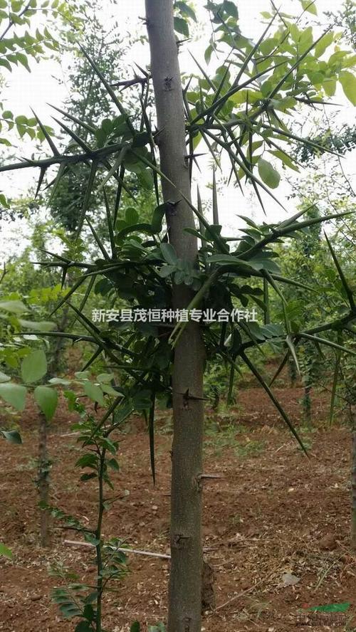 3公分皂角树价格 小皂角树苗 小皂角树苗价格 茂恒基地_种植厂家_产地