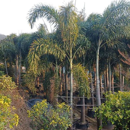 专业种植 各种景观 椰子树 大王椰子 报价 狐尾椰子价格|价格|厂家