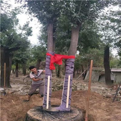 基地批发9公分皂角树,9公分皂荚树种植销售,菏泽皂荚树种植基地