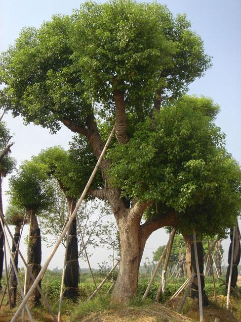 甘肃香樟厂家价格是多少_新闻中心_湖南益阳市松源苗木种植合作社