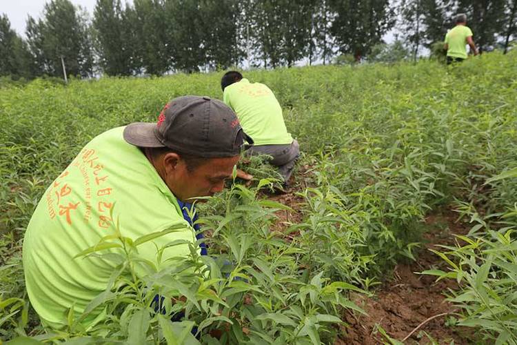 【巴旦木种植区域 甘肃适合栽种巴旦木树时间】价格_厂家 - 中国供应