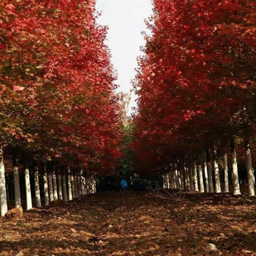 改良美国红枫价格信息推荐 邳州市石小龙苗木种植专业合作社