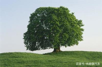 经济树木介绍:田地不想种庄稼,这些经济树种非常适合