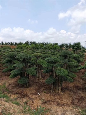 京山对节白蜡树苗 湖北对节白蜡造型小苗价格