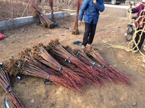 伏质良种大天冬品种 山地坡地水田沙田或树木果园套种等地种植 低成本产量高回报大 二年可采收 亩产可达二万斤-广西玉林市福绵区吕勇中草药经营部