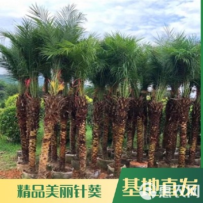 美丽针葵 江边刺葵 丛生刺葵价格 棕榈科植物 公园广场景观树